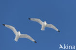 Black-legged Kittiwake (Rissa tridactyla tridactyla)