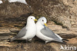 Black-legged Kittiwake (Rissa tridactyla tridactyla)