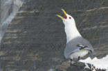 Black-legged Kittiwake (Rissa tridactyla tridactyla)