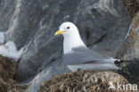 Black-legged Kittiwake (Rissa tridactyla tridactyla)