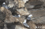 Black-legged Kittiwake (Rissa tridactyla tridactyla)