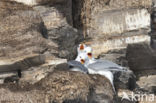 Black-legged Kittiwake (Rissa tridactyla tridactyla)