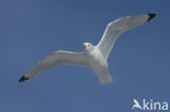 Black-legged Kittiwake (Rissa tridactyla tridactyla)