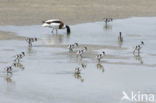 Shelduck (Tadorna tadorna)