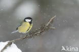 Great Tit (Parus major)