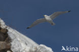 Black-legged Kittiwake (Rissa tridactyla tridactyla)