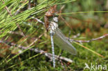 Noordse glazenmaker (Aeshna subarctica)