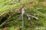 Subarctic Darner (Aeshna subarctica)