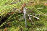 Subarctic Darner (Aeshna subarctica)