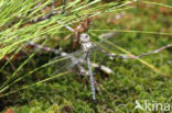 Subarctic Darner (Aeshna subarctica)