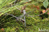 Subarctic Darner (Aeshna subarctica)