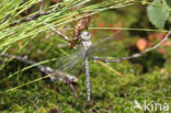 Noordse glazenmaker (Aeshna subarctica)