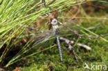 Noordse glazenmaker (Aeshna subarctica)