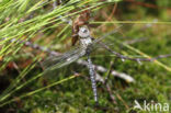 Subarctic Darner (Aeshna subarctica)