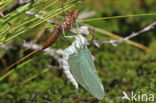 Noordse glazenmaker (Aeshna subarctica)