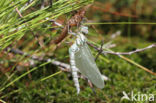 Noordse glazenmaker (Aeshna subarctica)