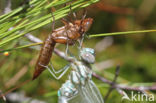 Subarctic Darner (Aeshna subarctica)