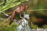 Subarctic Darner (Aeshna subarctica)