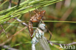 Noordse glazenmaker (Aeshna subarctica)