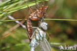 Noordse glazenmaker (Aeshna subarctica)