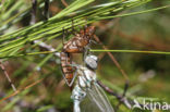 Noordse glazenmaker (Aeshna subarctica)