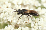 Hylaeus kahri