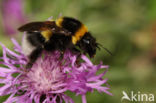 Tuinhommel (Bombus hortorum)