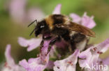 Small garden bumblebee (Bombus hortorum)