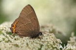 White-letter Hairstreak (Satyrium w-album)