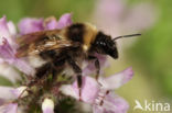 Small garden bumblebee (Bombus hortorum)