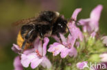 Red-tailed bumblebee (Bombus lapidarius)