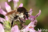 Brown-banded carder bee (Bombus humilis)