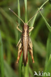 Rufous Grasshopper (Gomphocerippus rufus)