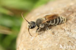 Rophites quinquespinosus