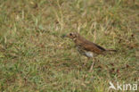 Zanglijster (Turdus philomelos)