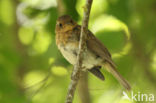 European Robin (Erithacus rubecula)