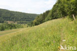 chalk grassland