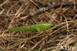 Large-winged Cone-head (Ruspolia nitidula)