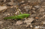 Large-winged Cone-head (Ruspolia nitidula)