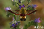Broad-bordered Bee Hawk-moth (Hemaris fuciformis)