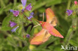 Small Elephant Hawk-moth (Deilephila porcellus)