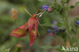 Klein avondrood (Deilephila porcellus)