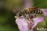 Rophites quinquespinosus