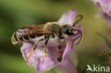 Slurfbij (Rophites quinquespinosus)