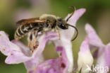 Slurfbij (Rophites quinquespinosus)