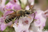 Slurfbij (Rophites quinquespinosus)