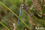 Zuidelijke glazenmaker (Aeshna affinis)