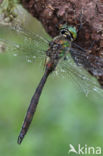 Brilliant Emerald (Somatochlora metallica)