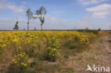 meadow
