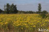 meadow